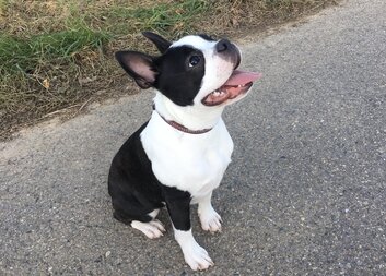 Opět poskytujeme canisterapii