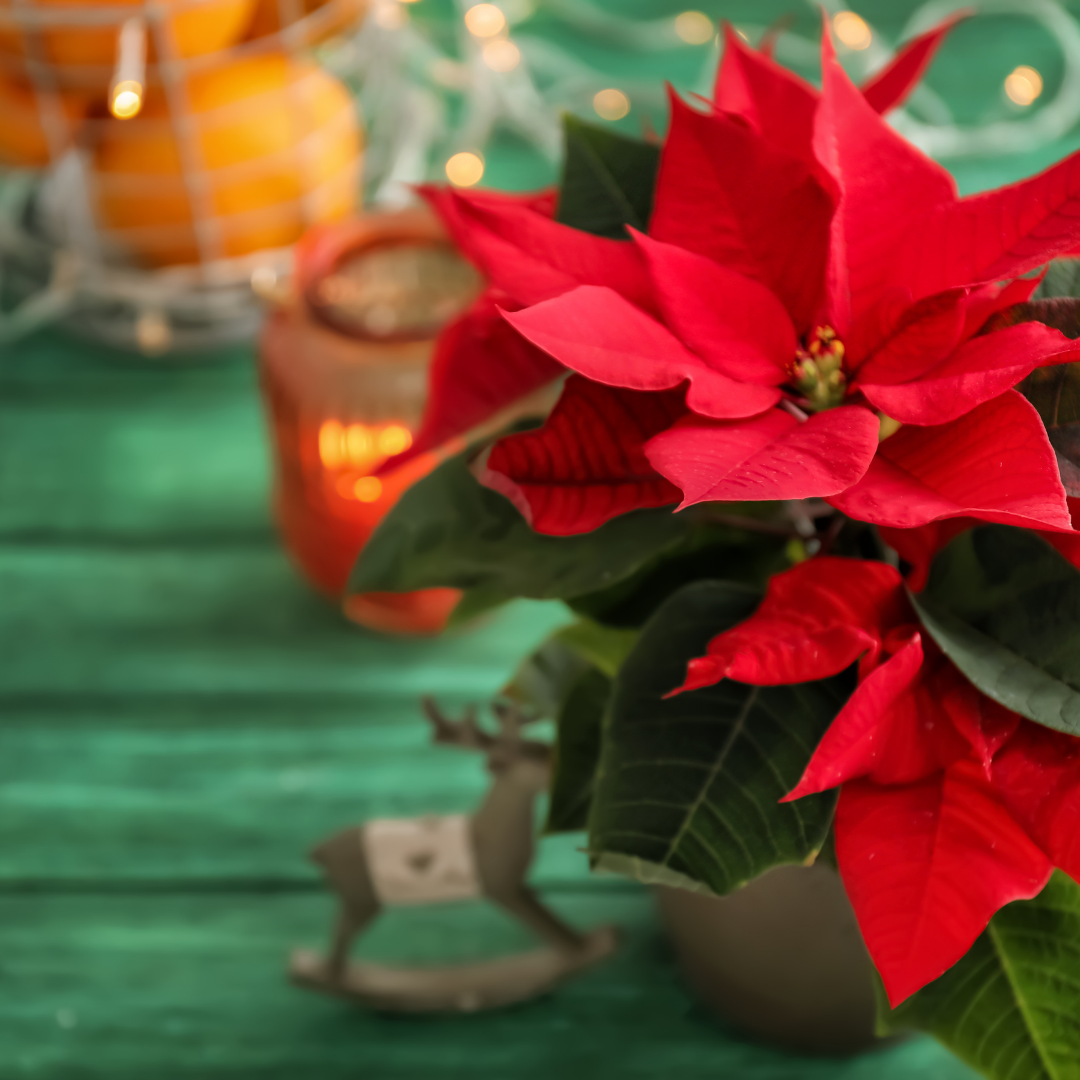 vánoční hvězda vánoční hvězda